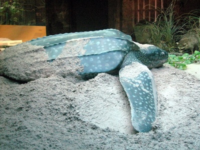 Leatherback sea turtle
