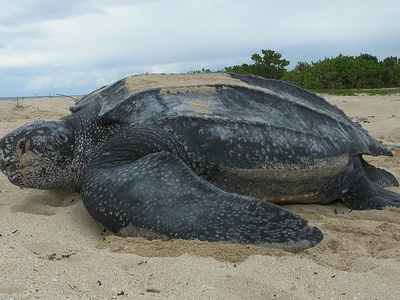 Leatherback sea turtle