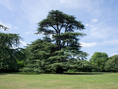 Lebanon cedar