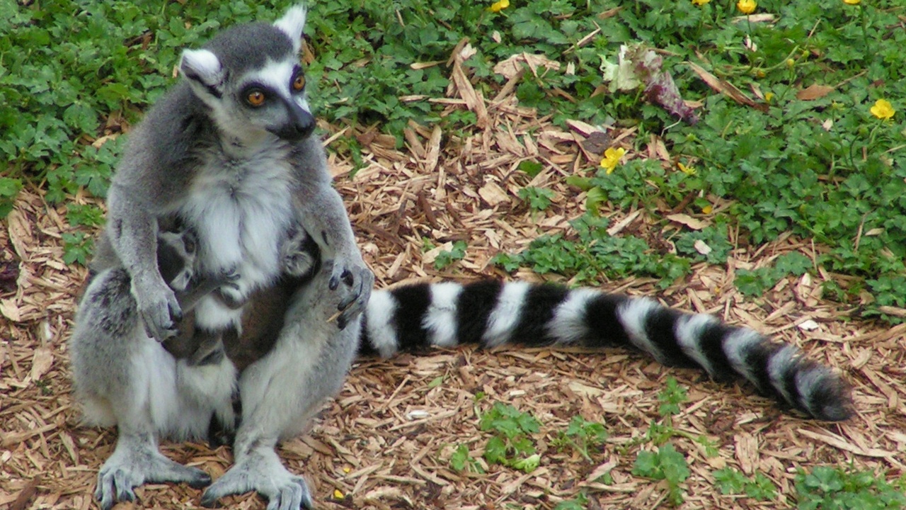 A group of lemurs in a Madagascan forest, including ring-tailed and sifaka species