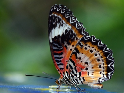 Leopard Lacewing