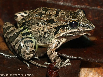 Leptodactylus fuscus