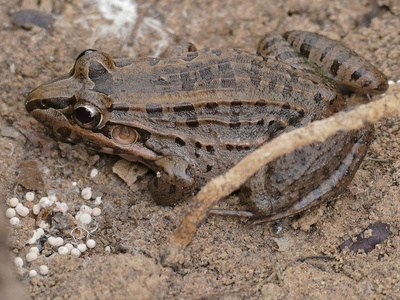 Leptodactylus latrans