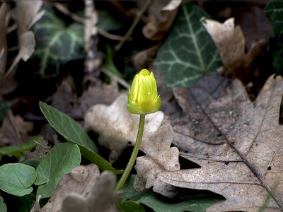 Lesser celandine