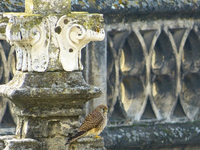 Lesser kestrel