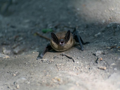 Lesser mouse-tailed bat