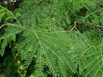 Leucaena