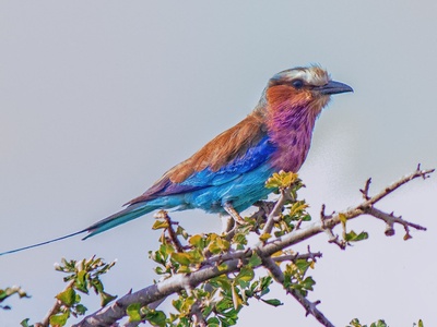 Lilac-breasted roller