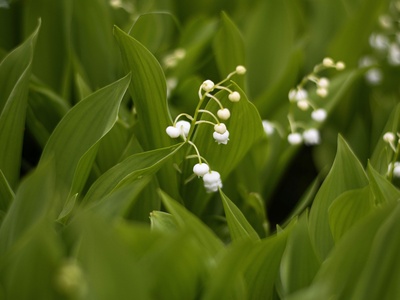 Lily of the valley (martagon lily)