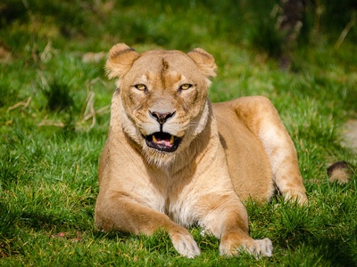 Lion