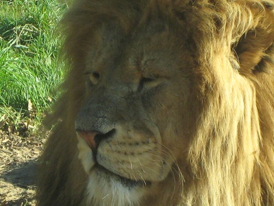 Lion