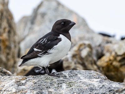Little auk (Dovekie)