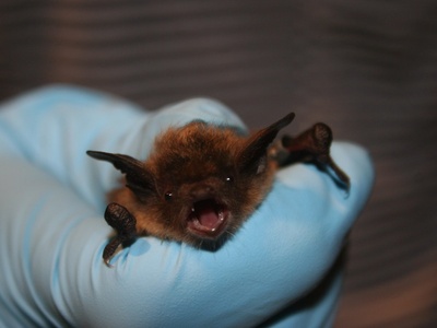 Little brown bat