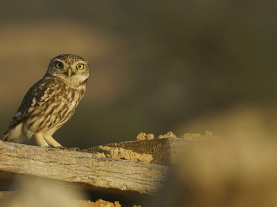 Little owl