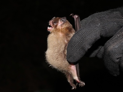 Little yellow-shouldered bat