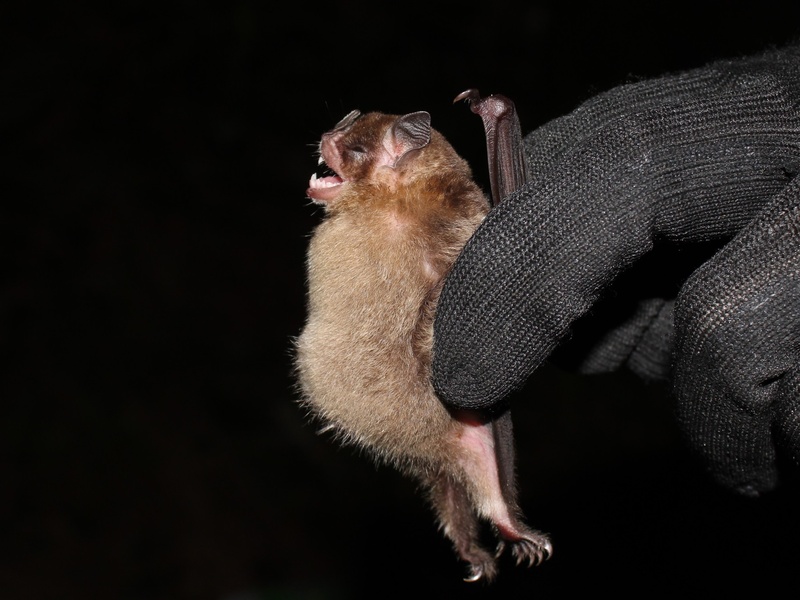 Bat From Rio The Complete List of Mammals of Brazil - Flora Fauna Fun