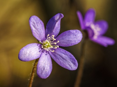 Liverleaf (Leberblümchen)