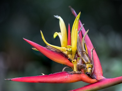 Lobster-claw heliconia