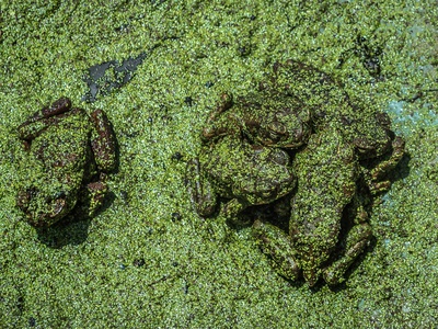 Long-legged wood frog