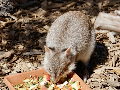 Long-nosed potoroo