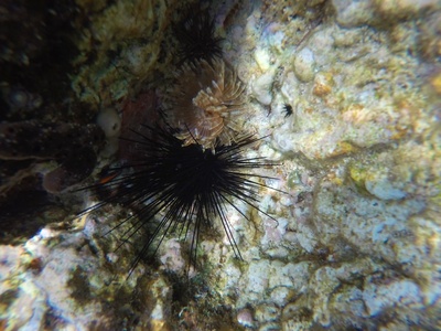 Long-spined black urchin