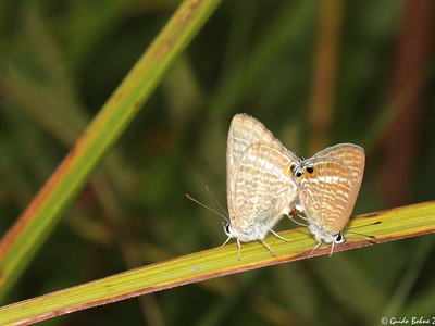 Long-tailed Blue