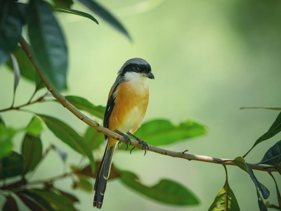 Long-tailed Shrike