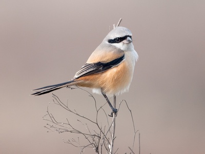 Long-tailed Shrike