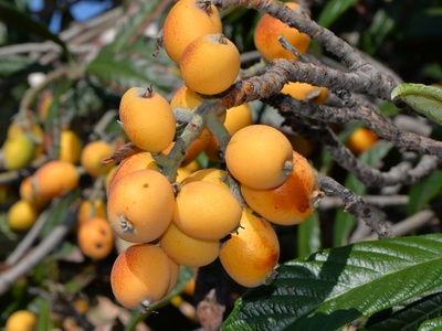 Loquat