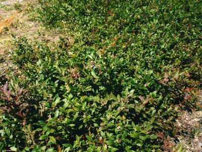 Lowbush blueberry