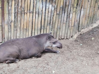 Lowland (South American) tapir