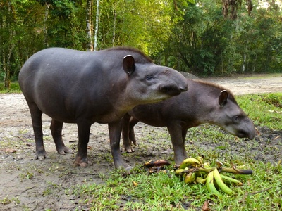 Lowland tapir