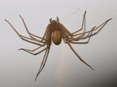 Loxosceles rufescens