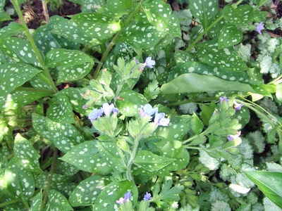 Lungwort (Lungenkraut)