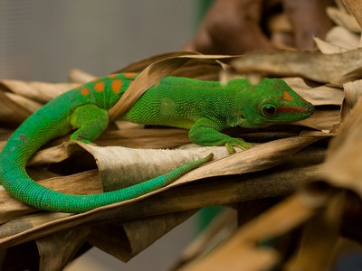 Madagascar day gecko