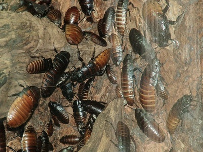 Madagascar hissing cockroach
