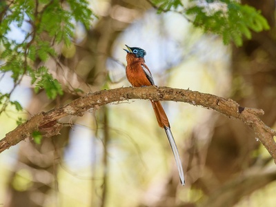 Madagascar paradise flycatcher