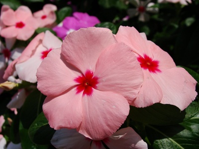 Madagascar periwinkle