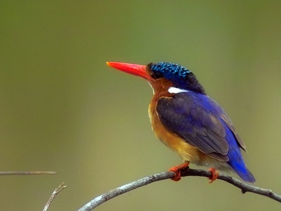 Malachite kingfisher