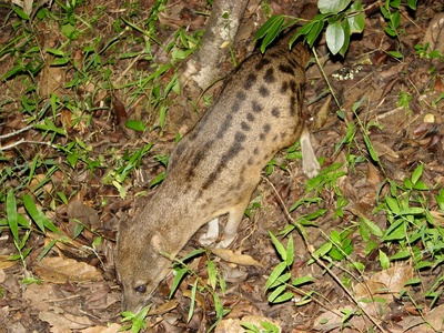 Malagasy civet (fanaloka)