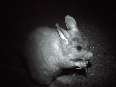 Malagasy giant rat (votsotsa)