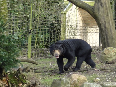Malayan sun bear