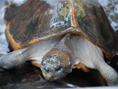 Malaysian giant turtle