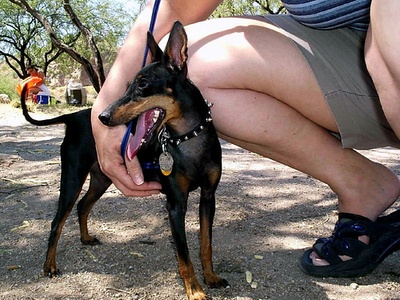 Manchester Terrier
