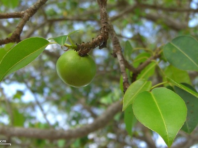 Manchineel
