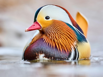 Mandarin Duck