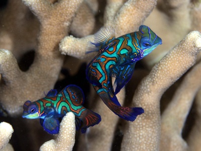 Mandarin Fish