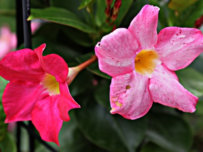 Mandevilla