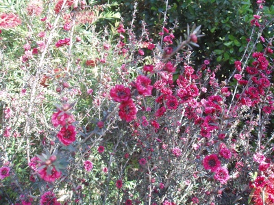 Manuka tea-tree
