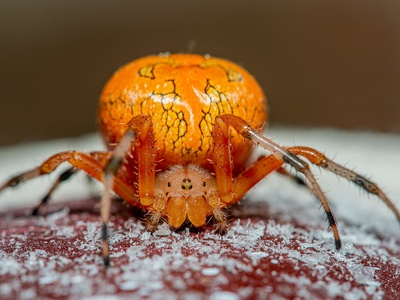Marbled orb-weaver